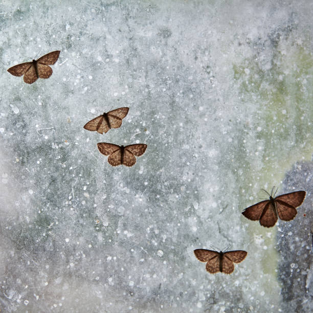 mehrere motten sitzen auf einem schmutzigen fenster, insekten sind gefangen. kreativer hintergrund. - insectoid stock-fotos und bilder