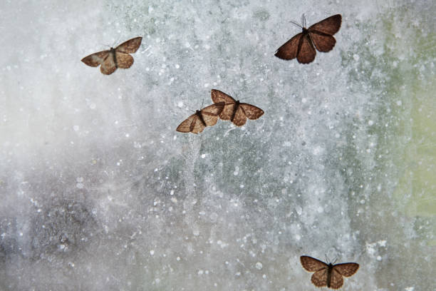 Several moths are sitting on a very dirty window, insects are trapped. Creative background.