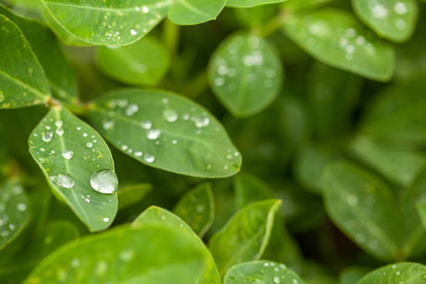 istock Green peanut leaves with dew drops close-up 1167189325