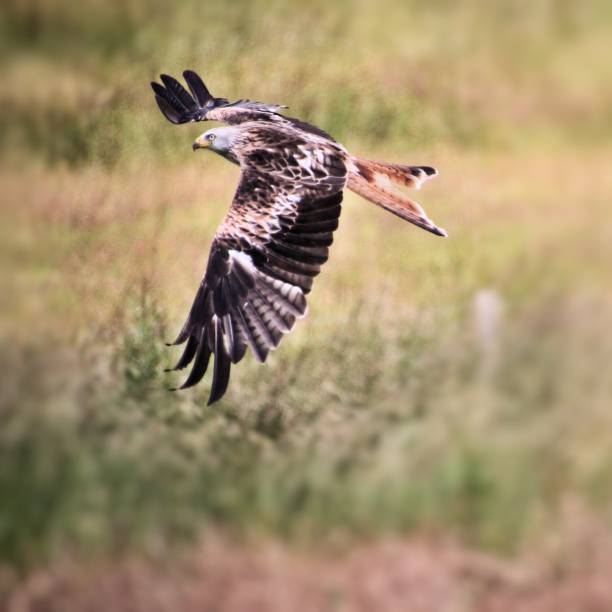 istock A picture of a Red Kite in flight 1167190772