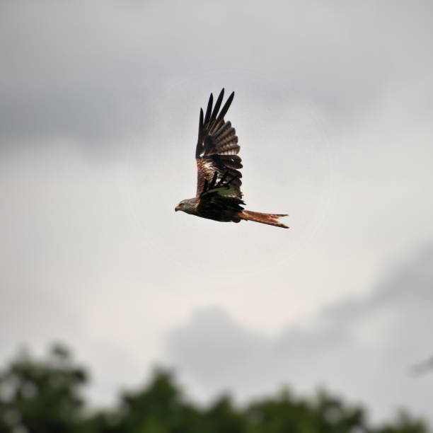 istock A picture of a Red Kite in flight 1167190851
