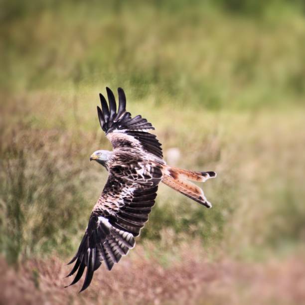 istock A picture of a Red Kite in flight 1167190856