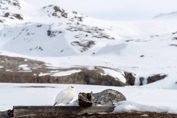 istock Rock Ptarmigan in Svalbard 1167191531