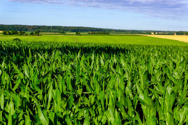 istock green corn field in front of blue sky 1167191780