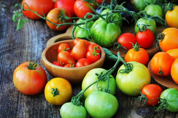 istock Freshly picked heirloom tomato harvest: pear shaped, beef heart, tigerella, brandywine, cherry, black, indigo rose, green. Organic produce at a Farmer's market 1167192689