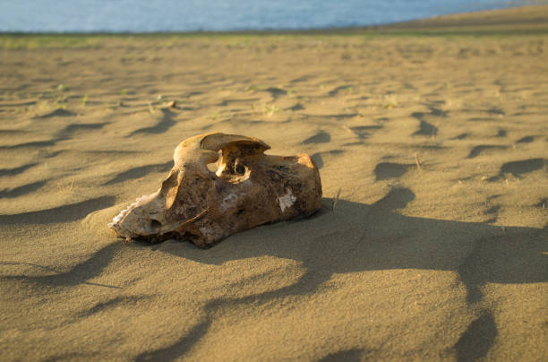 istock Livestock skull close to reservoir shore 1167192912
