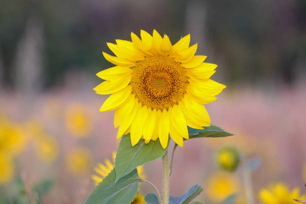 istock blooming sunflowers on a field 1167193848