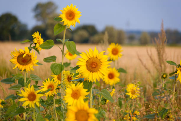 istock blooming sunflowers on a field 1167194012
