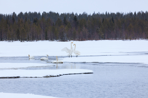 Swans on partially frozen lake in Finland at spring
