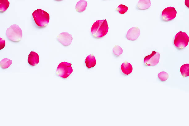 istock Rose petals isolated on white. 1167196088