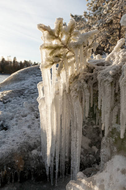 istock Long icicles hanging from frozen branch 1167198032