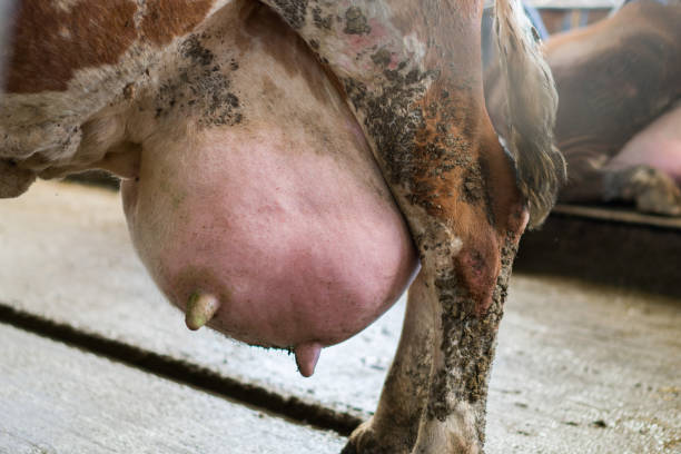 baby cow drinking milk