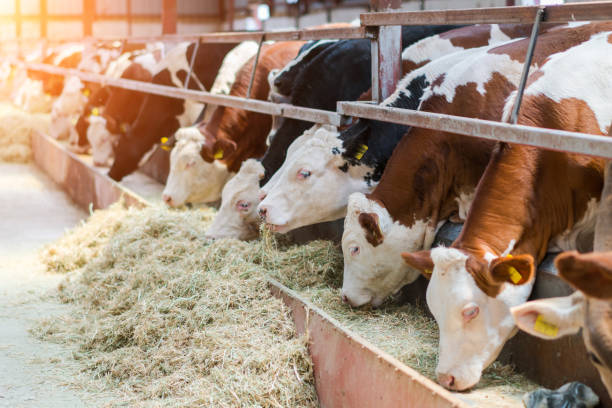vaches laitières se nourrissant dans un étal libre de bétail - mammifère ongulé photos et images de collection