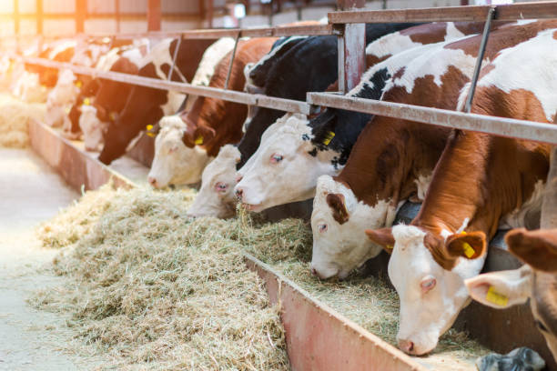 vacas de leiteria que alimentam em uma tenda livre dos animais - hoofed mammal - fotografias e filmes do acervo