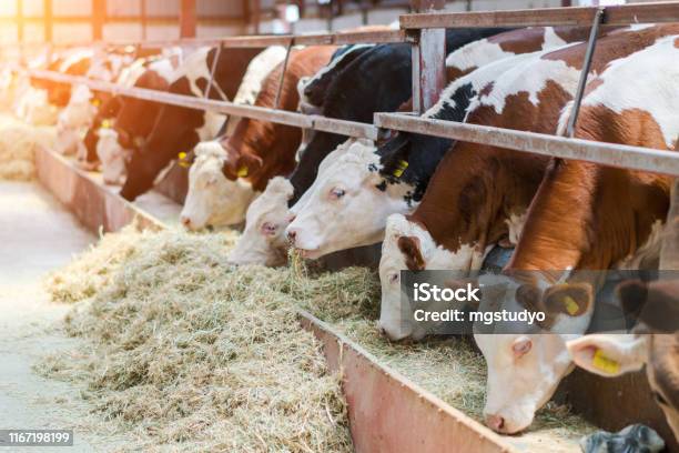 Foto de Vacas De Leiteria Que Alimentam Em Uma Tenda Livre Dos Animais e mais fotos de stock de Gado Doméstico Bovino