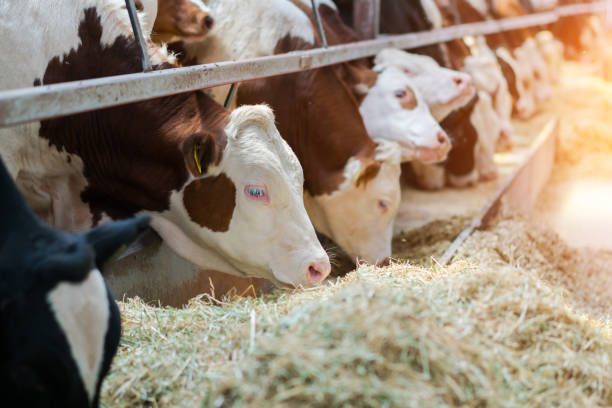 istock Dairy cows feeding in a free livestock stall 1167198238