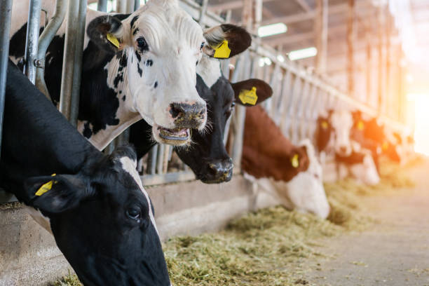 istock Dairy cows feeding in a free livestock stall 1167198301