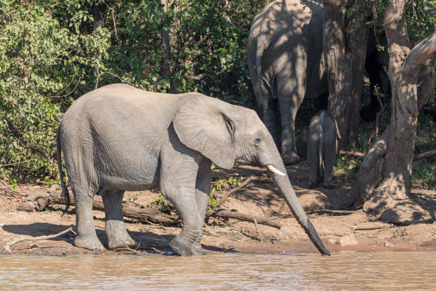 istock African Elephant calf drinking water at Sable Dam 1167198381