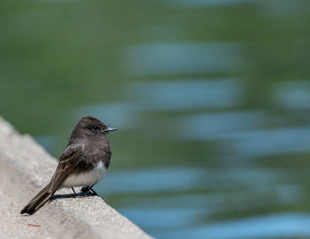istock Black Phoebe Contemplates a Swim 1167202934