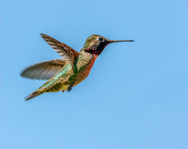 istock Profile of a Ruby Throat Hummingbird 1167203227