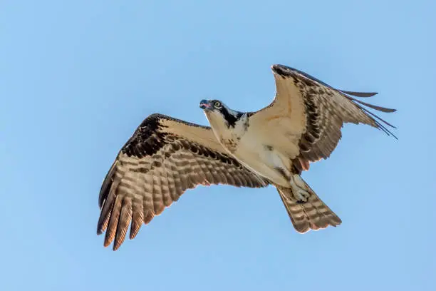 An osprey flies up with a blue sky background and spread wings