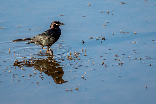 A Blackbird hunts for insects in the water