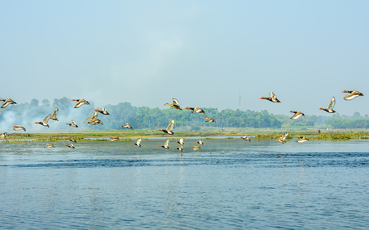 Species of aquatic migratory terrestrial birds of fresh water and habitat spotted in Okhla Bird Sanctuary. A place of birdwatcher delight, a spot for nature lovers for enormous range of wild creatures