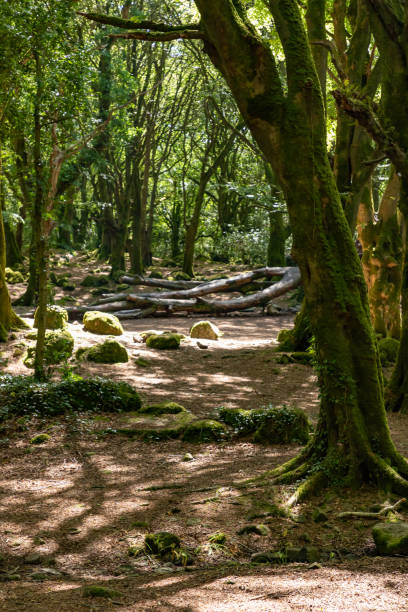 istock Trees and shadows in Barna woods 1167208721