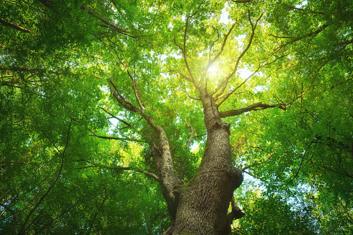 Leafless canopy of beech trees seen from below in Owl Mountains in Poland (Góry Sowie)