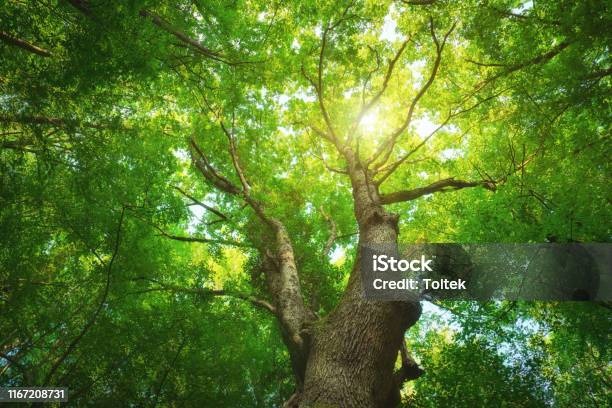 Into The Forest Stock Photo - Download Image Now - Tree, Forest, Close-up