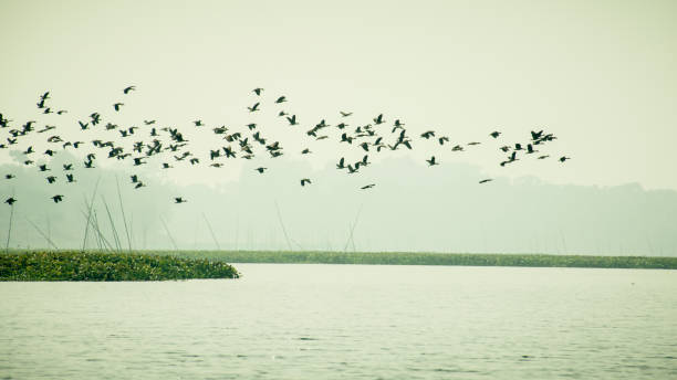 冬に湖の上を飛ぶコーモラントシャグ鳥の群れ。 - waterbirds ストックフォトと画像