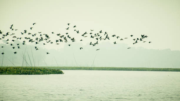 flock баклан shag птицы пролетел над озером в зимний период. - waterbirds стоковые фото и изображения