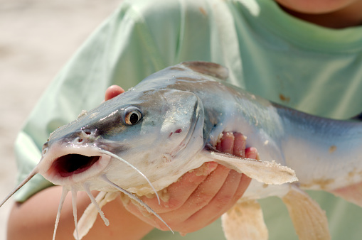 kid holding a salt water catfish