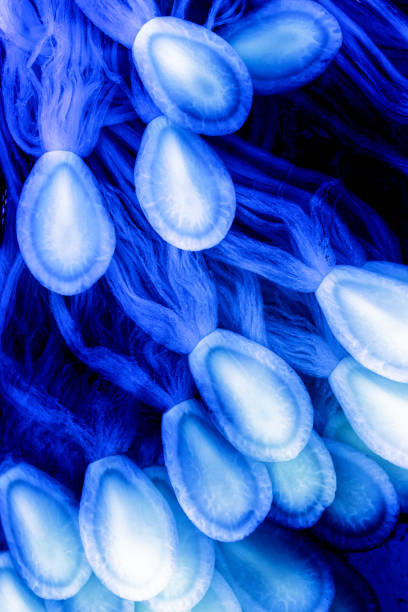 istock Underwater Ocean Plant Life 1167212197