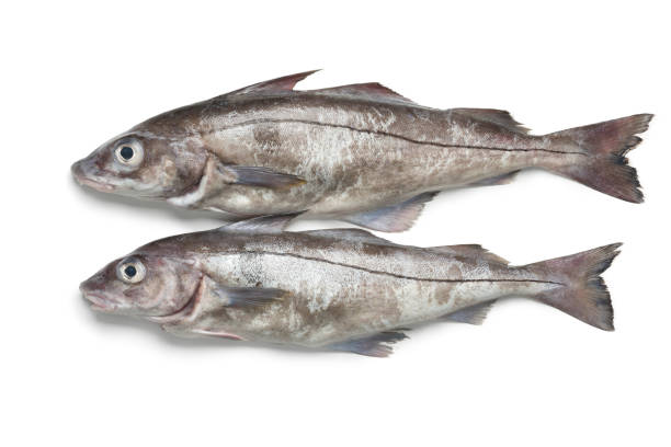 poissons d'aiglefin crus frais - haddock photos et images de collection