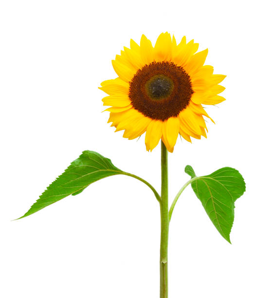 istock Yellow Sunflower isolated  on white background 1167213110