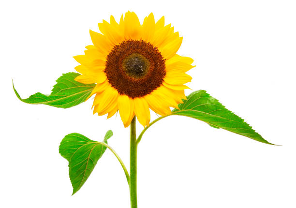 istock Yellow Sunflower isolated  on white background 1167213112