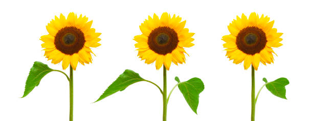 istock Yellow Sunflower isolated  on white background 1167213158