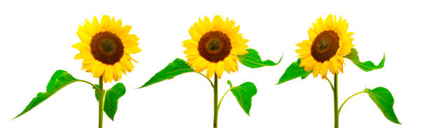 istock Yellow Sunflower isolated  on white background 1167213161