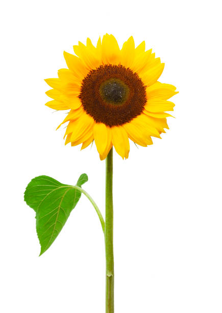 흰색 배경에 고립 된 노란색 해바라기 - single flower sunflower daisy isolated 뉴스 사진 이미지