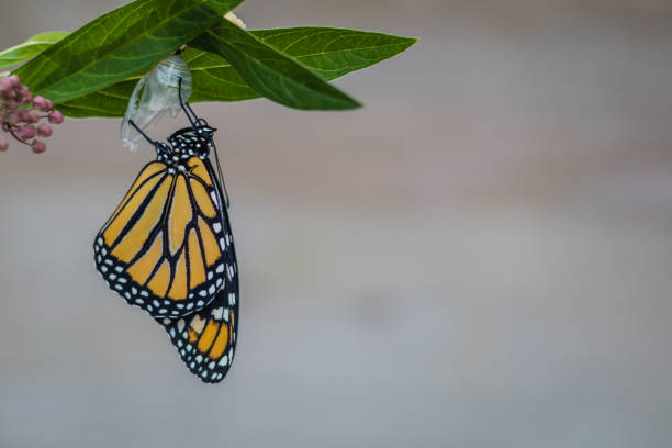 istock Monarch Butterfly newly emerged from Chrysalis 1167213453