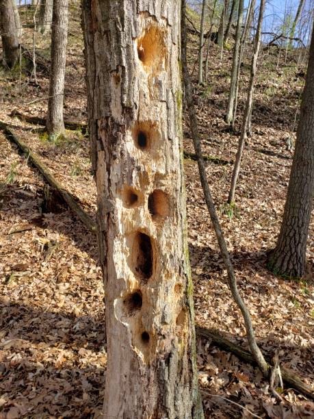 Dead tree that has holes from a Pileated Woodpecker In Newaygo County, Michigan, there are very large woodpeckers called Pileated Woodpeckers. This is a dead tree that has holes from one of these woodpeckers. pileated woodpecker stock pictures, royalty-free photos & images