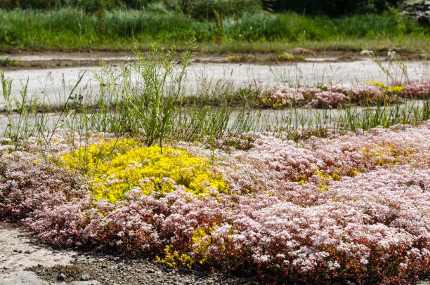 istock White and yellow stonecrop wildflowers 1167213482