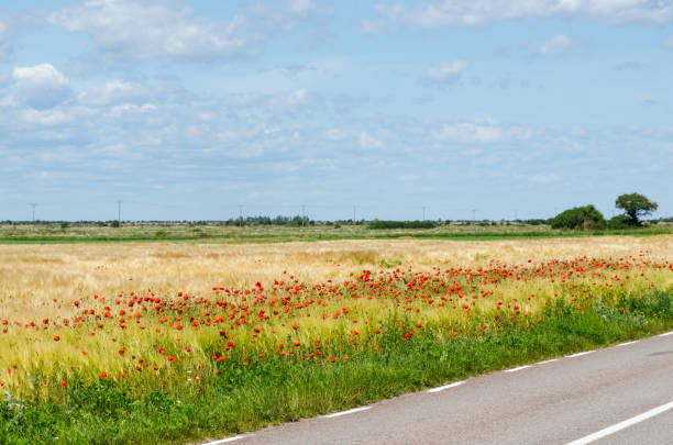 Red poppies by road side in a plain landscape at the island Oland in Sweden