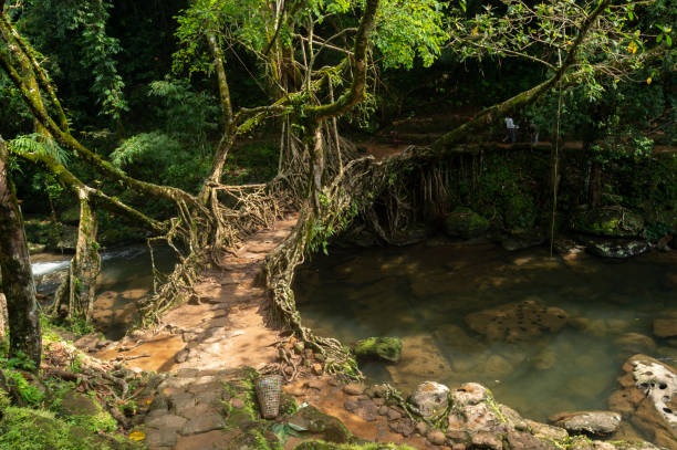istock Single layered Living Root bridge in Meghalaya,India,Asia 1167213549