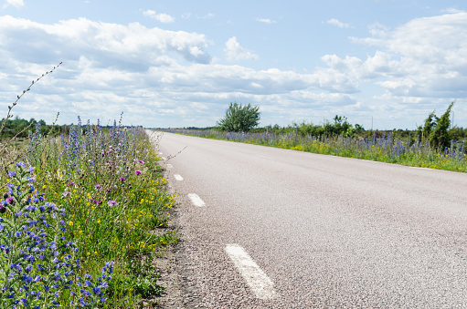 Beautiful summer flowers by a country road side at the island Oland in Sweden,  an area in the World Heritage  Agricultural Landscape of Southern Oland