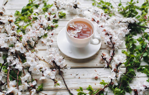 화이트 컵과 차 접시. 꽃 배경에 살구입니다. 한방 의학의 개념. 위에서 볼 수 있습니다. 검은 꽃 차입니다. - green tea cherry blossom china cup 뉴스 사진 이미지