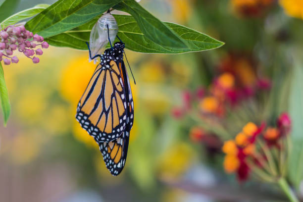 istock Monarch Butterfly newly emerged from Chrysalis 1167214290