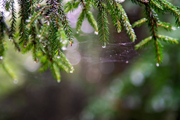 Green leaves of pine tree with water drop in Karagol in Artvin Savsat.