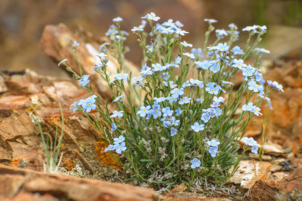 istock forget-me-not flowers blue closeup stones mountains 1167215376